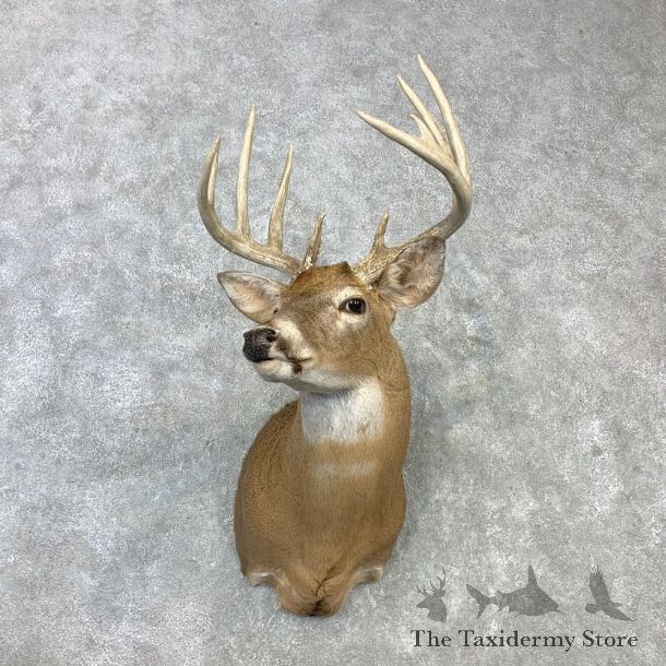 Whitetail Deer Shoulder Mount #23110 For Sale - The Taxidermy Store