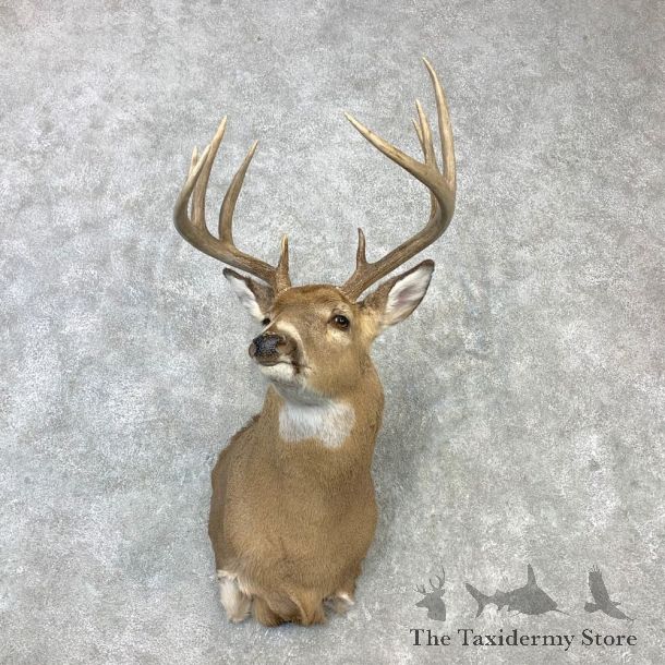 Whitetail Deer Shoulder Mount #23112 For Sale - The Taxidermy Store