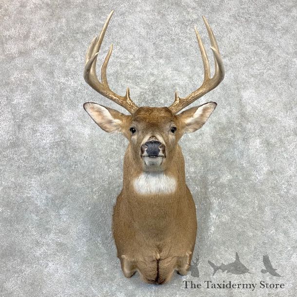 Whitetail Deer Shoulder Mount #23340 For Sale - The Taxidermy Store