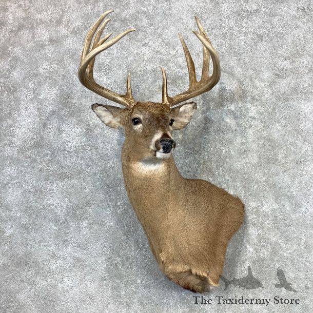 Whitetail Deer Shoulder Mount #23342 For Sale - The Taxidermy Store