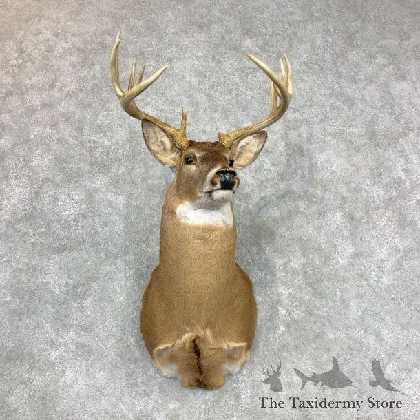Whitetail Deer Shoulder Mount #23348 For Sale - The Taxidermy Store