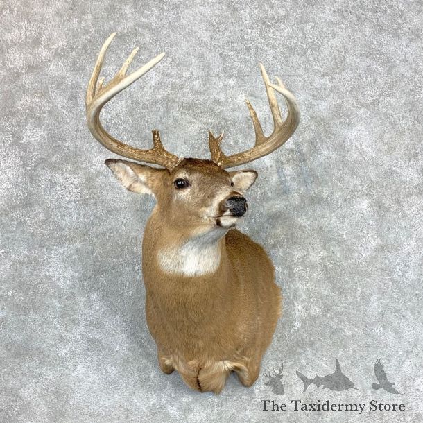 Whitetail Deer Shoulder Mount #23349 For Sale - The Taxidermy Store