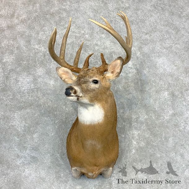 Whitetail Deer Shoulder Mount #23350 For Sale - The Taxidermy Store