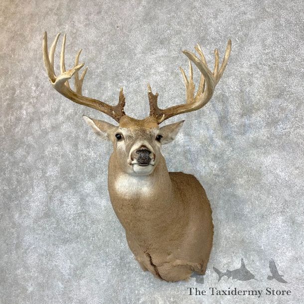 Whitetail Deer Shoulder Mount #23381 For Sale - The Taxidermy Store