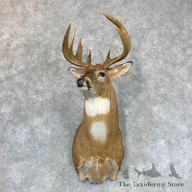 Whitetail Deer Shoulder Mount #23391 For Sale - The Taxidermy Store