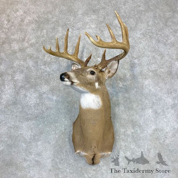 Whitetail Deer Shoulder Mount #23392 For Sale - The Taxidermy Store