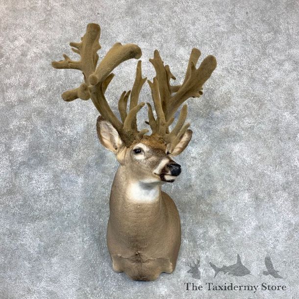 Whitetail Deer Shoulder Mount #23398 For Sale - The Taxidermy Store