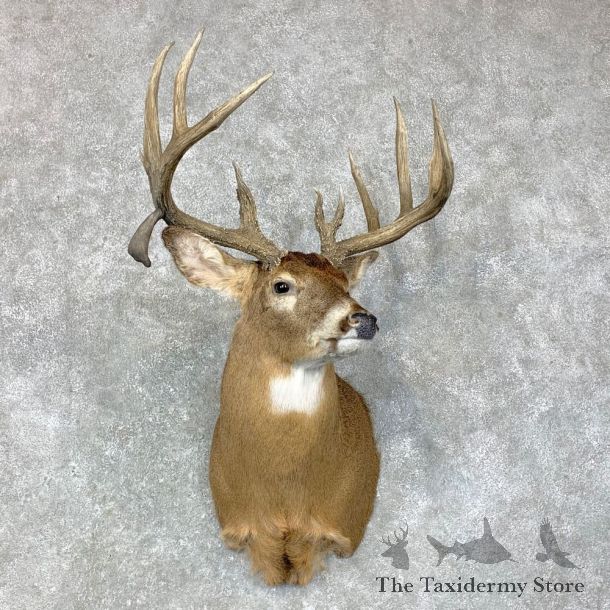 Whitetail Deer Shoulder Mount #23411 For Sale - The Taxidermy Store