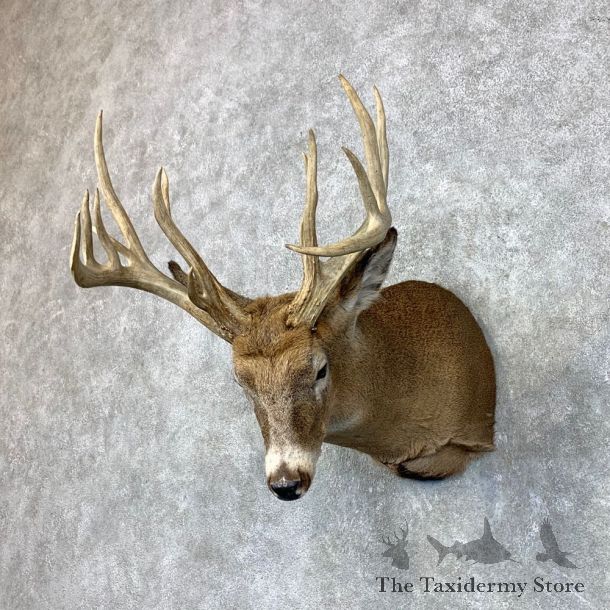 Whitetail Deer Shoulder Mount #23488 For Sale - The Taxidermy Store