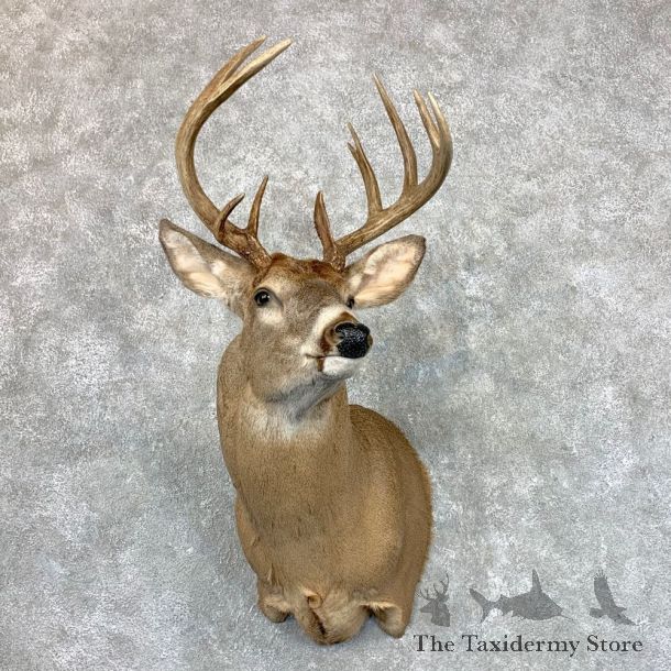 Whitetail Deer Shoulder Mount #23505 For Sale - The Taxidermy Store