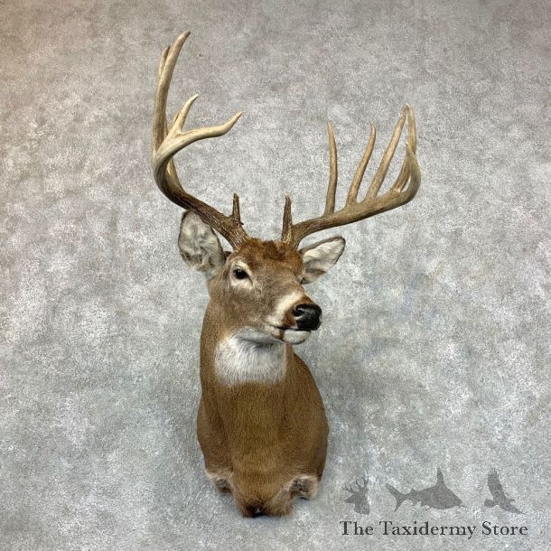 Whitetail Deer Shoulder Mount #23506 For Sale - The Taxidermy Store
