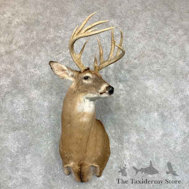 Whitetail Deer Shoulder Mount #23507 For Sale - The Taxidermy Store