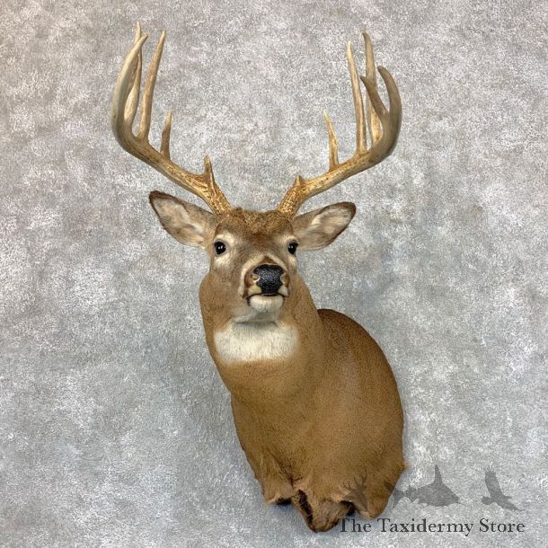Whitetail Deer Shoulder Mount #23510 For Sale - The Taxidermy Store