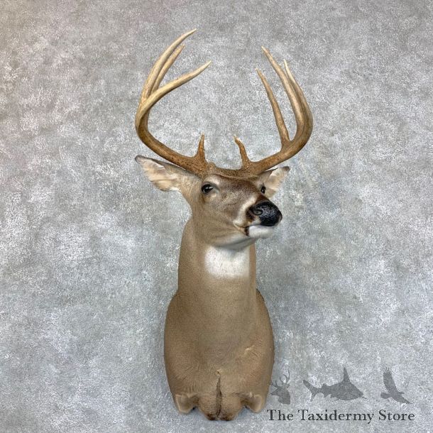 Whitetail Deer Shoulder Mount #23512 For Sale - The Taxidermy Store