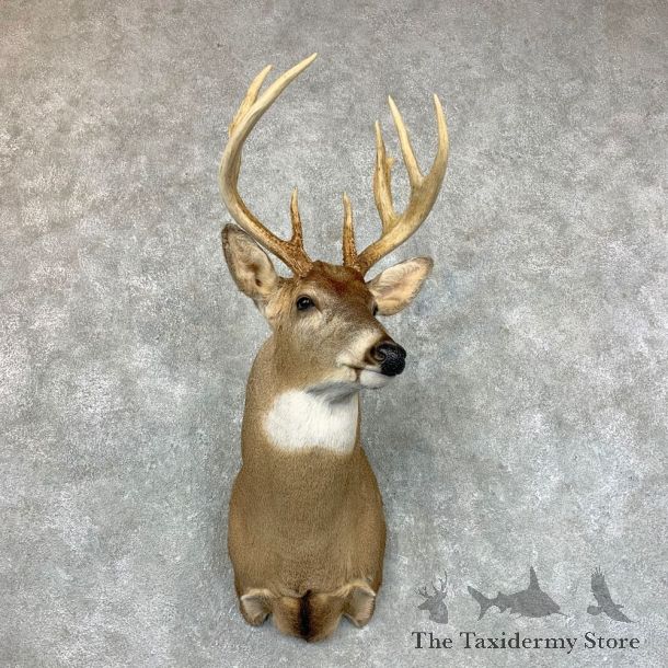 Whitetail Deer Shoulder Mount #23514 For Sale - The Taxidermy Store