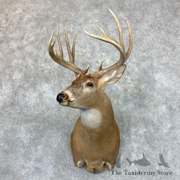 Whitetail Deer Shoulder Mount #23515 For Sale - The Taxidermy Store