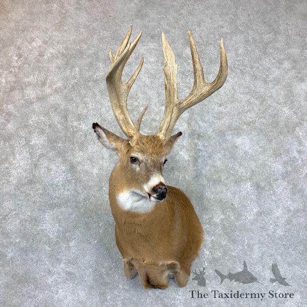 Whitetail Deer Shoulder Mount #23522 For Sale - The Taxidermy Store