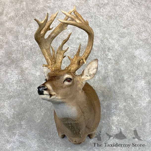 Whitetail Deer Shoulder Mount #23530 For Sale - The Taxidermy Store