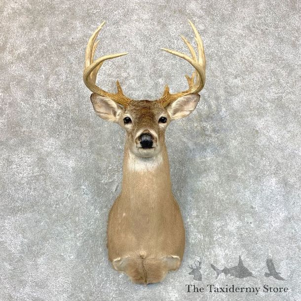 Whitetail Deer Shoulder Mount #23605 For Sale - The Taxidermy Store