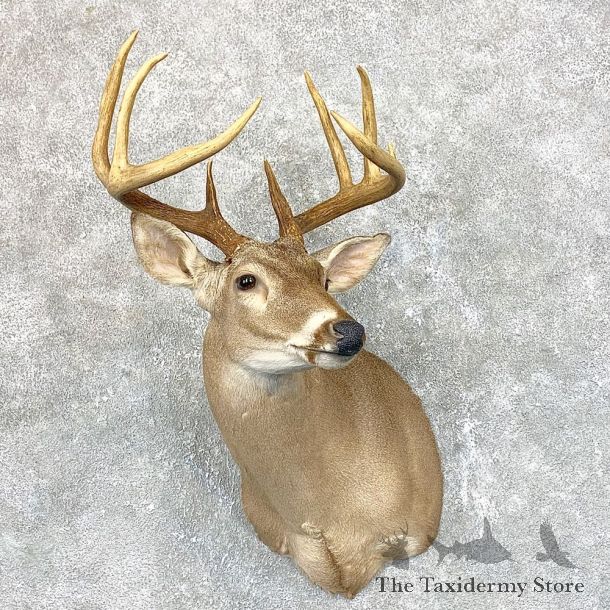 Whitetail Deer Shoulder Mount #23799 For Sale - The Taxidermy Store