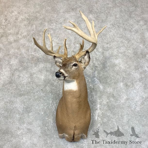Whitetail Deer Shoulder Mount #23801 For Sale - The Taxidermy Store