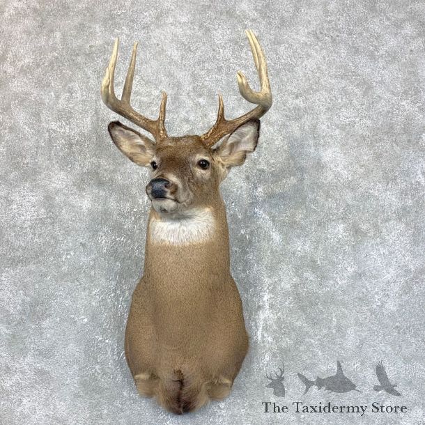 Whitetail Deer Shoulder Mount #23808 For Sale - The Taxidermy Store