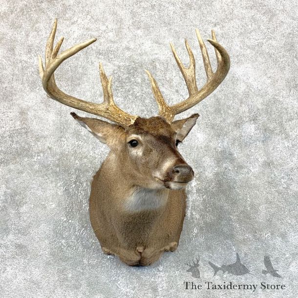 Whitetail Deer Shoulder Mount #23812 For Sale - The Taxidermy Store