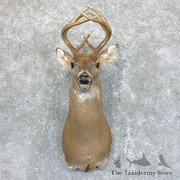 Whitetail Deer Shoulder Mount #23816 For Sale - The Taxidermy Store