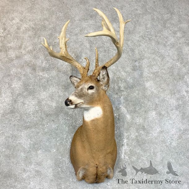 Whitetail Deer Shoulder Mount #23818 For Sale - The Taxidermy Store