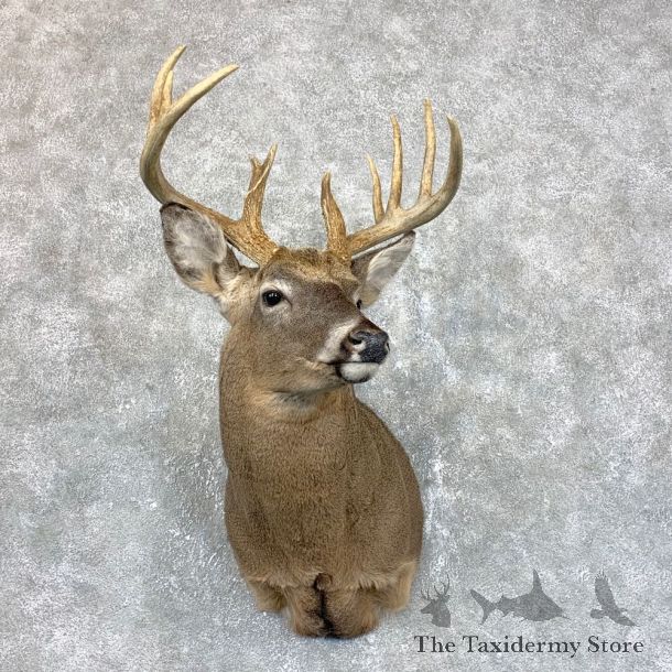 Whitetail Deer Shoulder Mount #23819 For Sale - The Taxidermy Store