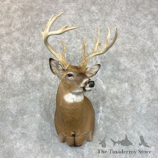 Whitetail Deer Shoulder Mount #23820 For Sale - The Taxidermy Store