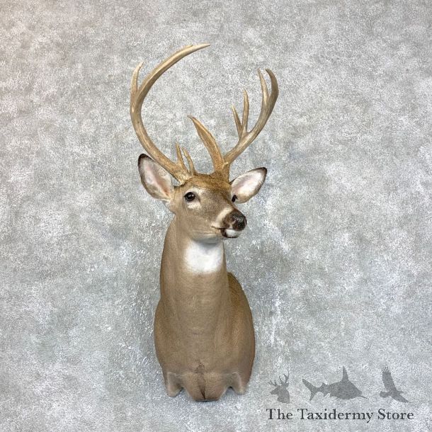 Whitetail Deer Shoulder Mount #23824 For Sale - The Taxidermy Store