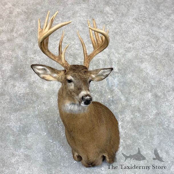 Whitetail Deer Shoulder Mount #23826 For Sale - The Taxidermy Store