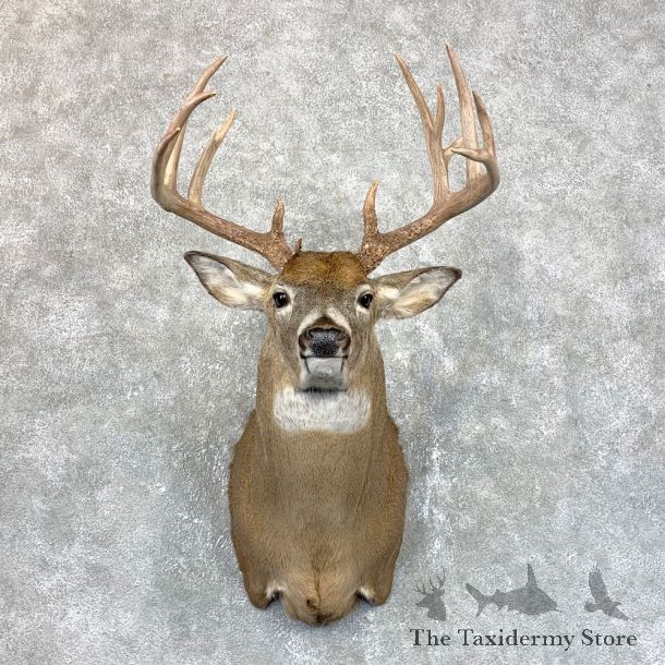 Whitetail Deer Shoulder Mount #23827 For Sale - The Taxidermy Store