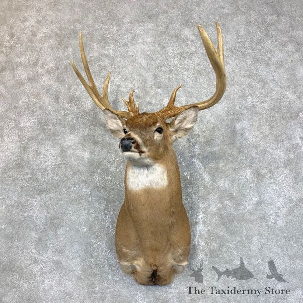 Whitetail Deer Shoulder Mount #23850 For Sale - The Taxidermy Store