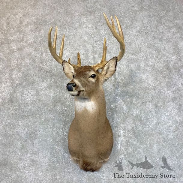 Whitetail Deer Shoulder Mount #23852 For Sale - The Taxidermy Store