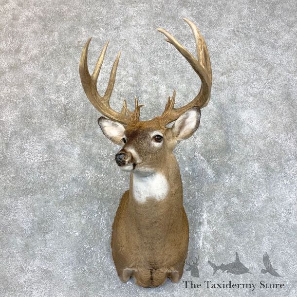 Whitetail Deer Shoulder Mount #23861 For Sale - The Taxidermy Store