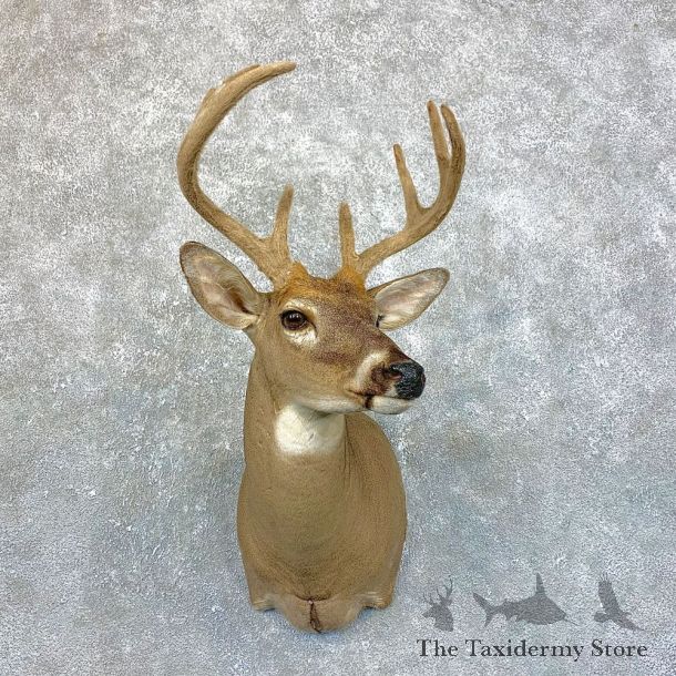 Whitetail Deer Shoulder Mount #23884 For Sale - The Taxidermy Store