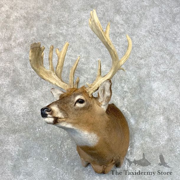 Whitetail Deer Shoulder Mount #23983 For Sale - The Taxidermy Store