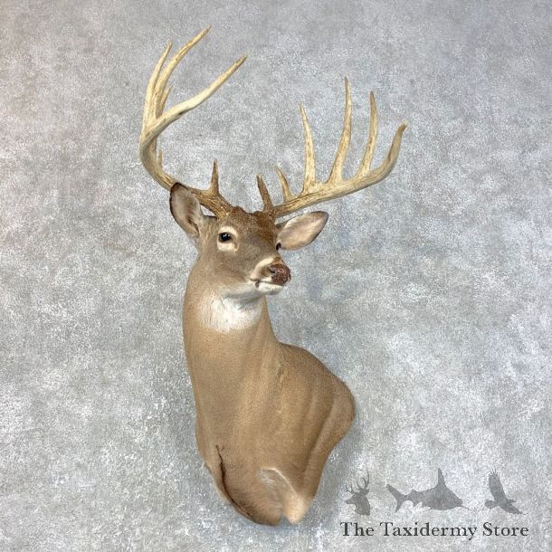 Whitetail Deer Shoulder Mount #23985 For Sale - The Taxidermy Store