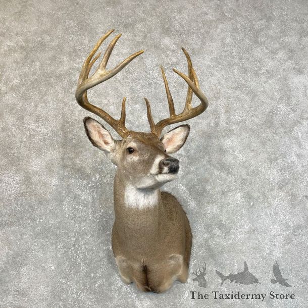 Whitetail Deer Shoulder Mount #24213 For Sale - The Taxidermy Store