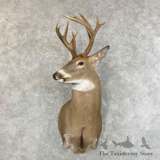 Whitetail Deer Shoulder Mount #24216 For Sale - The Taxidermy Store