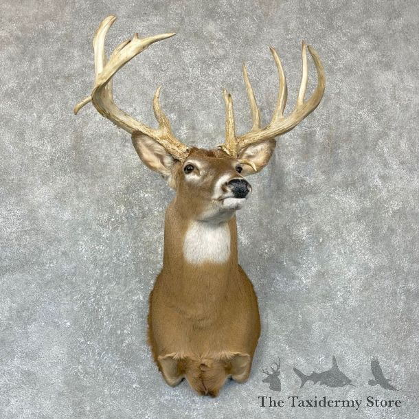 Whitetail Deer Shoulder Mount #24379 For Sale - The Taxidermy Store