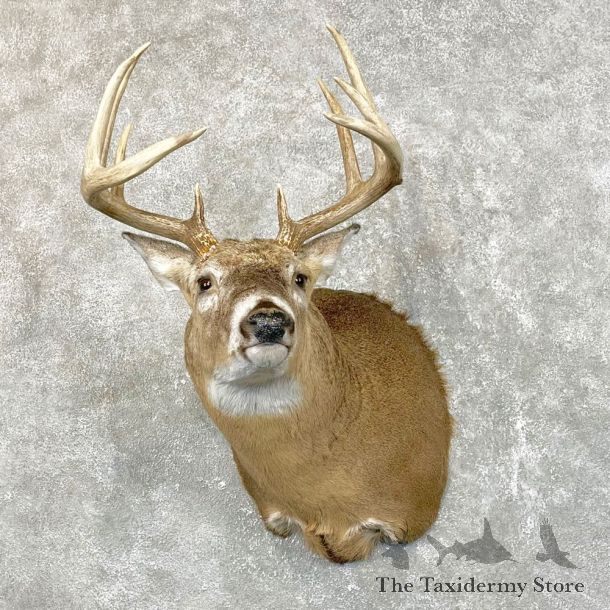 Whitetail Deer Shoulder Mount #24515 For Sale - The Taxidermy Store