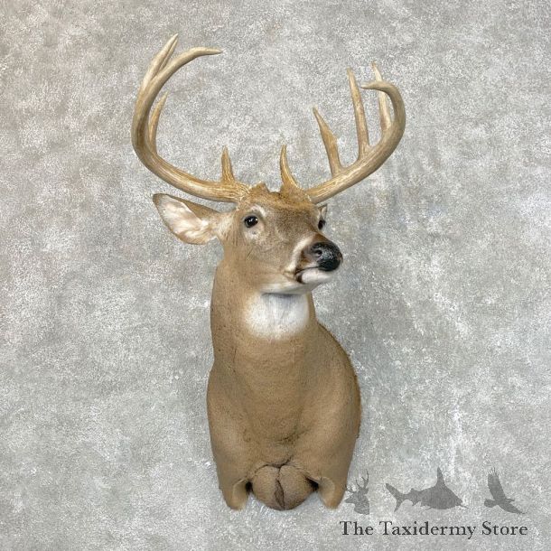 Whitetail Deer Shoulder Mount #24520 For Sale - The Taxidermy Store