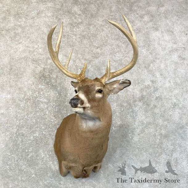 Whitetail Deer Shoulder Mount #24595 For Sale - The Taxidermy Store
