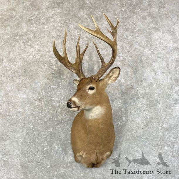 Whitetail Deer Shoulder Mount #24596 For Sale - The Taxidermy Store