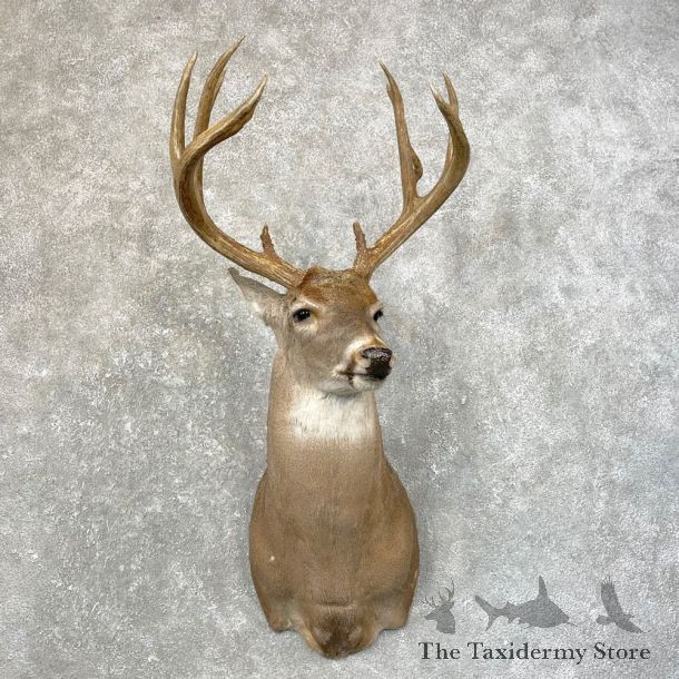 Whitetail Deer Shoulder Mount #24602 For Sale - The Taxidermy Store