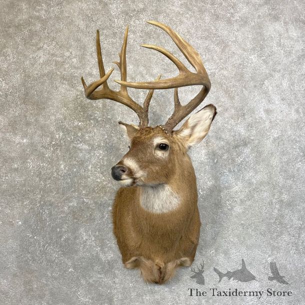 Whitetail Deer Shoulder Mount #24619 For Sale - The Taxidermy Store