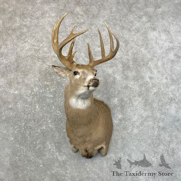 Whitetail Deer Shoulder Mount #24642 For Sale - The Taxidermy Store